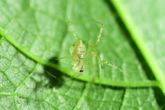 Chrysso lingchuanensis