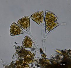 Licmophora