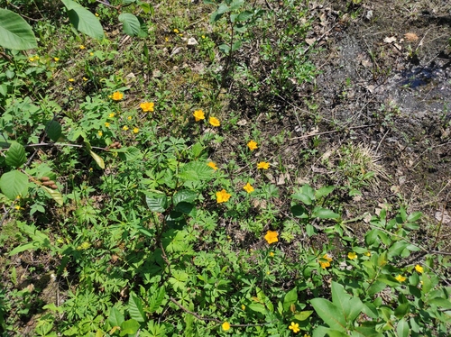 Trollius sibiricus, photograph 2