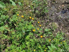 Trollius sibiricus, photograph Valentin Kosterin, CC BY, iNaturalist via GBIF