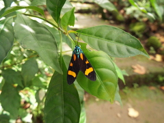 Cyanopepla arrogans