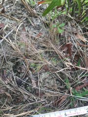 Dichanthelium aciculare
