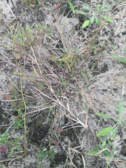 Dichanthelium aciculare
