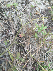 Dichanthelium aciculare