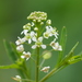 Virginia Pepperweed - Photo no rights reserved, uploaded by 葉子