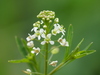 Virginia Pepperweed - Photo no rights reserved, uploaded by 葉子