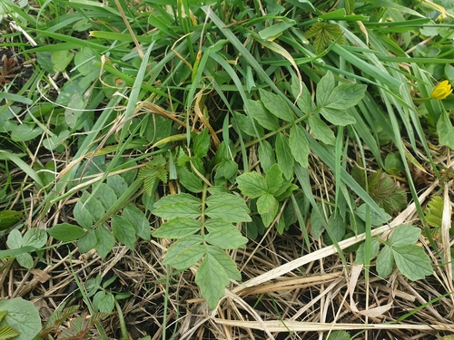 Valeriana officinalis