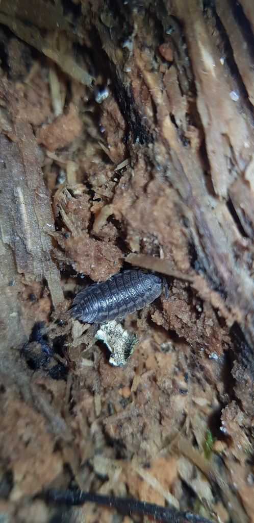 Rathke’s Woodlouse from Біличі on March 19, 2023 at 02:28 PM by Diana ...