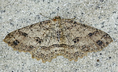 Image of Melanolophia attenuata
