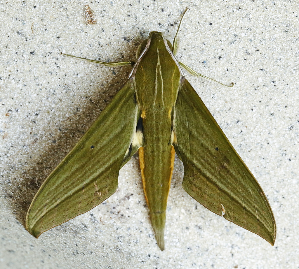 Xylophanes letiranti