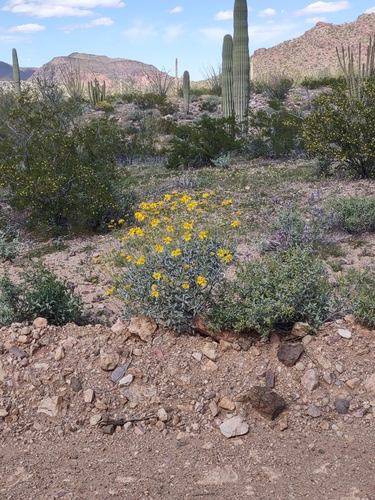 Dripping Springs Mine Trail