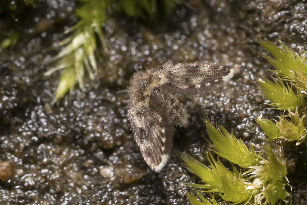 Pericoma pseudexquisita