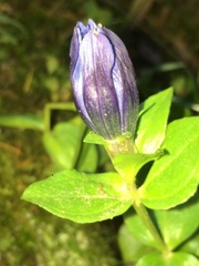 Gentiana calycosa