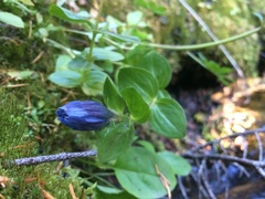 Gentiana calycosa