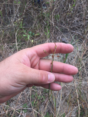 Fimbristylis caroliniana