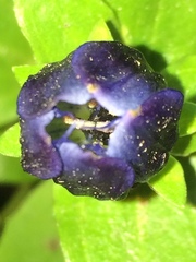 Gentiana calycosa