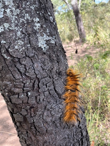 Gonometa robusta