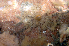 Image of Cenolia tasmaniae