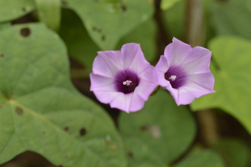Image of Ipomoea grandifolia by (c) E Santos Ortega, some rights reserved (CC BY)