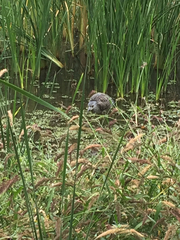 Nyctanassa violacea