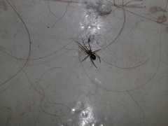 Steatoda