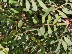 Pistacia lentiscus image