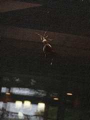 Leptoglossus occidentalis