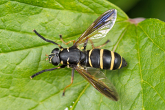 Temnostoma bombylans