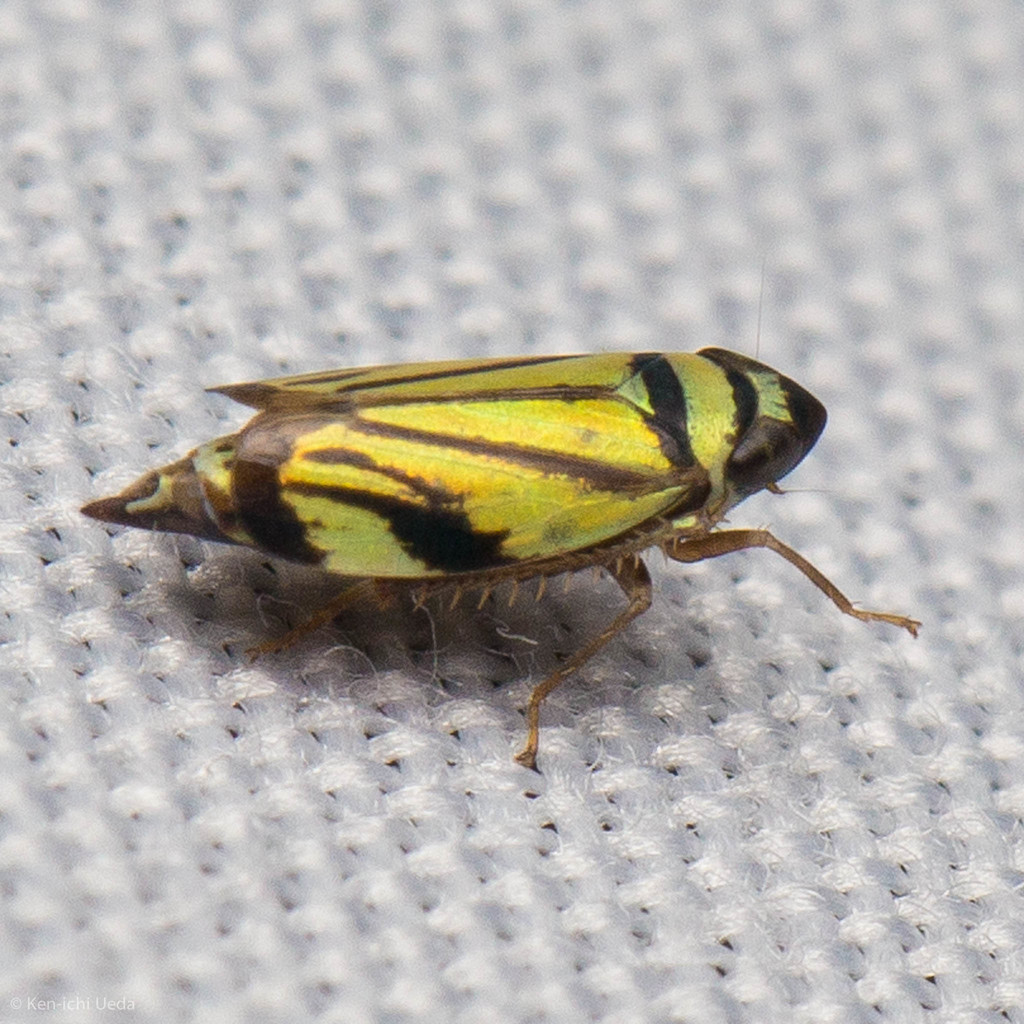 Stenometopiina