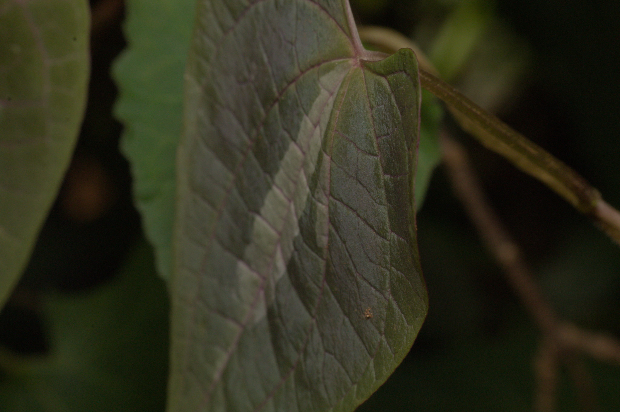 Dioscorea dodecaneura