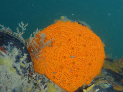 Colonial Sea Squirt photo 5