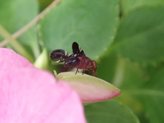 Delphinia picta