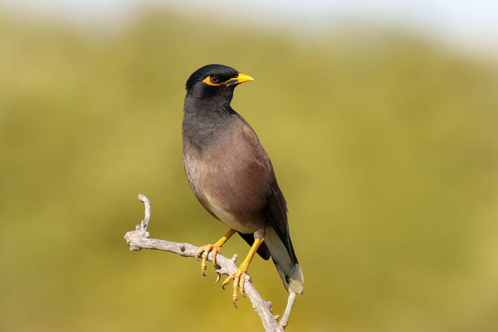 Common Myna photo