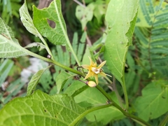 Witheringia mexicana