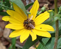 Eristalis transversa