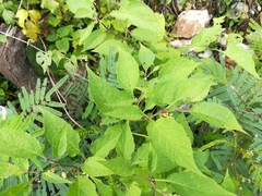 Witheringia mexicana