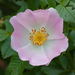 Dog-Rose - Photo (c) Denis Mariasis, some rights reserved (CC BY), uploaded by Denis Mariasis
