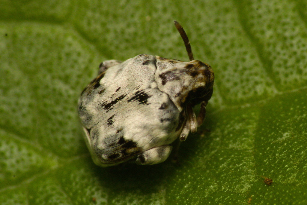 Bruchid beetle