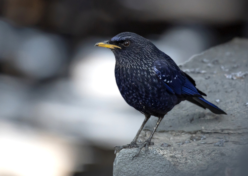 Blue Whistling Thrush (Myophonus caeruleus), photo 6