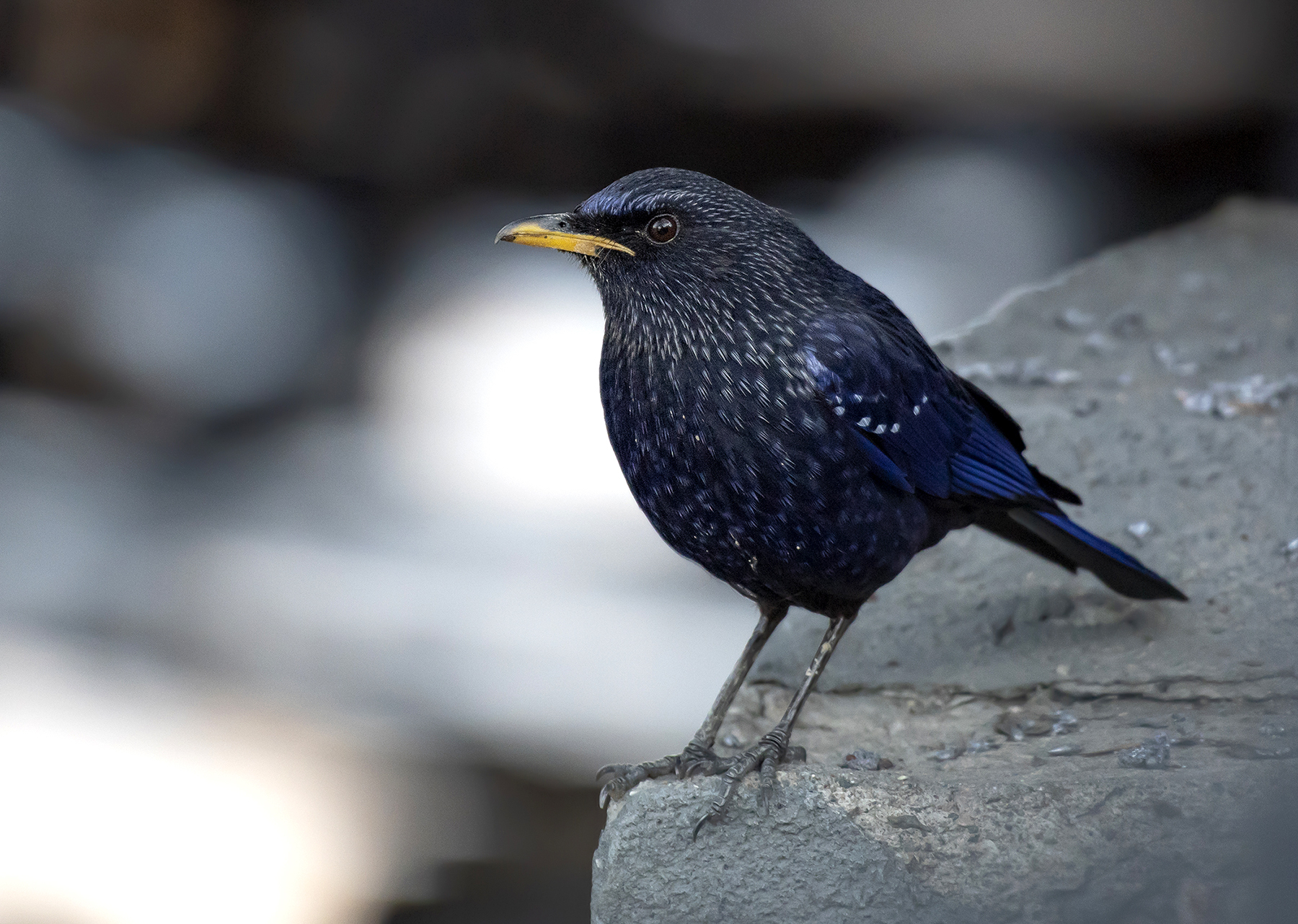 Blue Whistling-Thrush (Myophonus caeruleus)