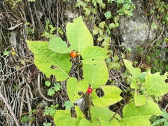 Witheringia mexicana