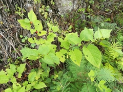 Witheringia mexicana