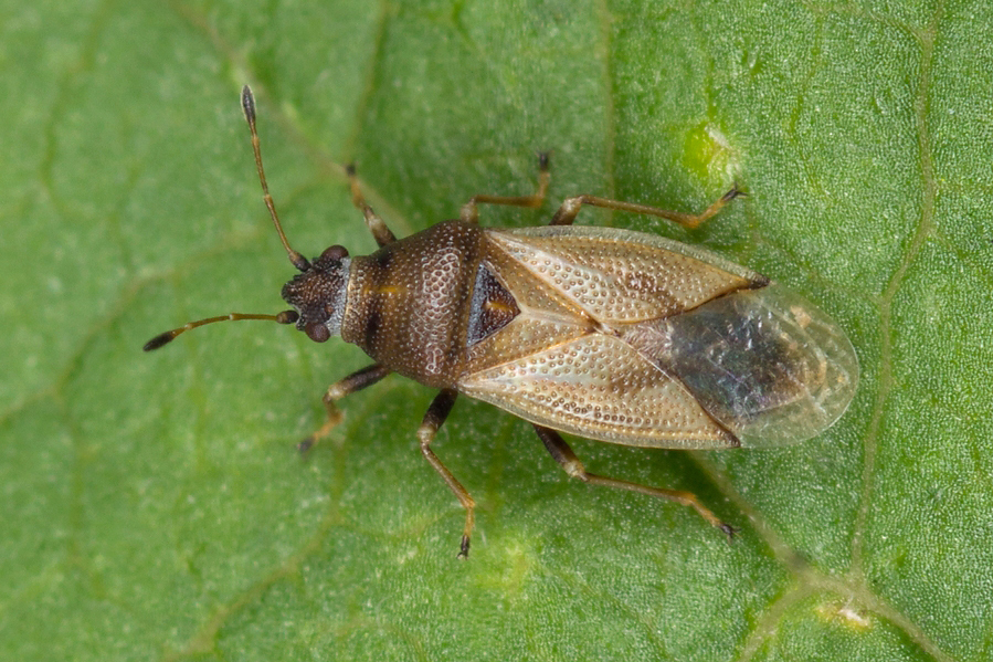 Cymidae