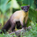 Yellow-throated Marten - Photo (c) Rushenb, some rights reserved (CC BY)