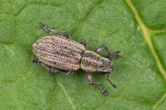 Sitona striatellus