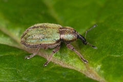 Hypera nigrirostris