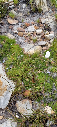 Image of Prismatocarpus alpinus by (c) Danie Palm, some rights reserved (CC BY)