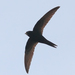 Typical Swifts - Photo (c) Mark Kilner, some rights reserved (CC BY-NC-SA)