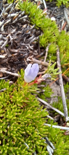Alpine Shaftfruit (Prismatocarpus alpinus)