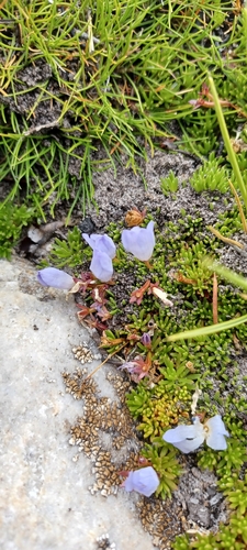Image of Prismatocarpus alpinus by (c) Danie Palm, some rights reserved (CC BY)